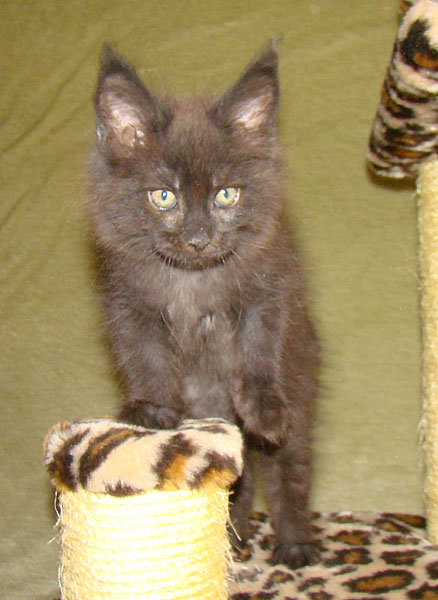     Catsvill County!   !    !       !!!    Catsvill County +7-926-544-74-09     .   ,   ,   ,    ,   ,  ,     ,   -,    ,   !